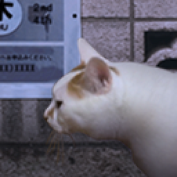 翌日猫之怪奇谭手机版